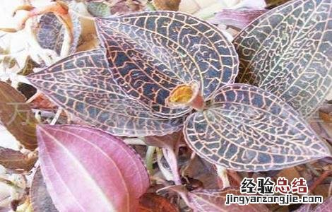金线莲种植的注意事项 金线莲种植的注意事项和禁忌
