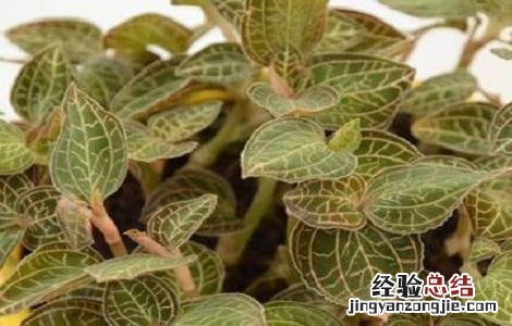 金线莲种植的注意事项 金线莲种植的注意事项和禁忌