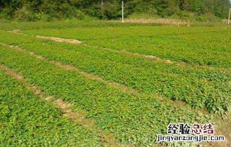 何首乌好种吗怎么种 何首乌怎么种才好