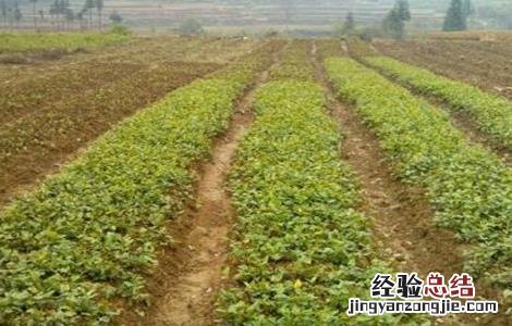 何首乌好种吗怎么种 何首乌怎么种才好