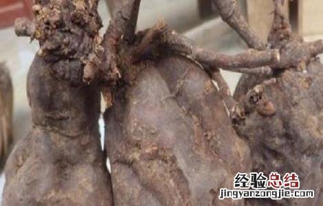 何首乌好种吗怎么种 何首乌怎么种才好