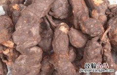 何首乌好种吗怎么种 何首乌怎么种才好