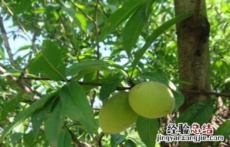 胖大海的种植方法与技术 胖大海的种植方法