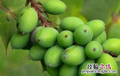 胖大海的种植方法与技术 胖大海的种植方法