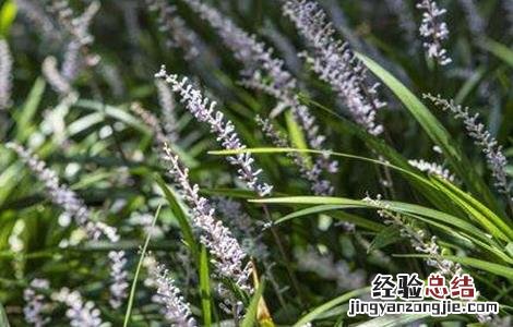 麦冬病害特征及其防治 麦冬的常见病虫害及防治方法