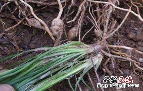 麦冬病害特征及其防治 麦冬的常见病虫害及防治方法