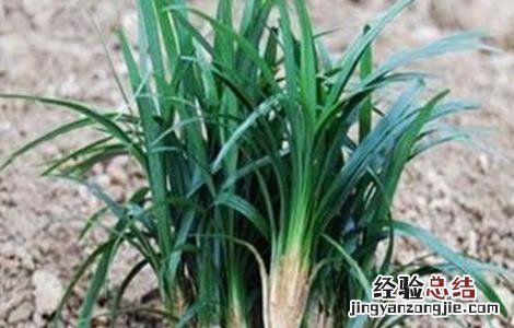 麦冬病害特征及其防治 麦冬的常见病虫害及防治方法