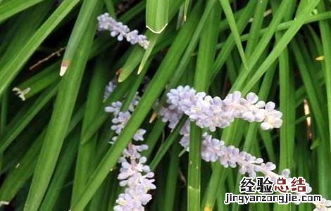 麦冬病害特征及其防治 麦冬的常见病虫害及防治方法