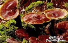 灵芝种植成本和利润比例 灵芝种植成本和利润