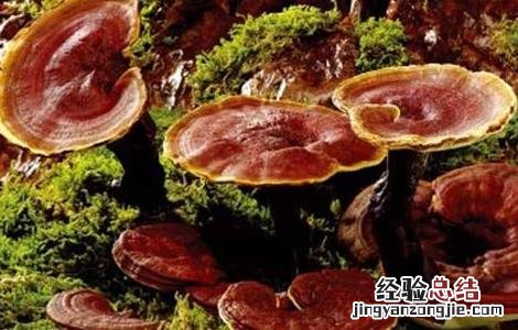 灵芝种植成本和利润比例 灵芝种植成本和利润
