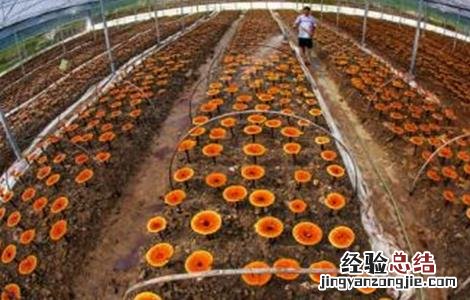 灵芝种植成本和利润比例 灵芝种植成本和利润