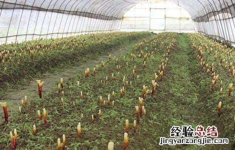 灵芝种植成本和利润比例 灵芝种植成本和利润