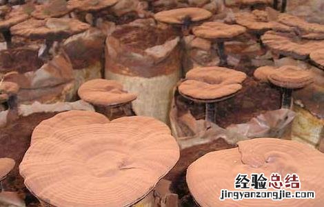 灵芝种植成本和利润比例 灵芝种植成本和利润