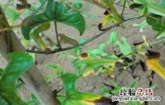 山药的常见病虫害防治方法视频 山药的常见病虫害防治方法
