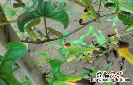 山药的常见病虫害防治方法视频 山药的常见病虫害防治方法