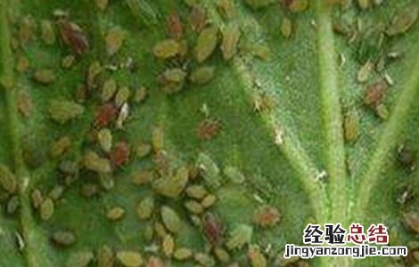 山药的常见病虫害防治方法视频 山药的常见病虫害防治方法
