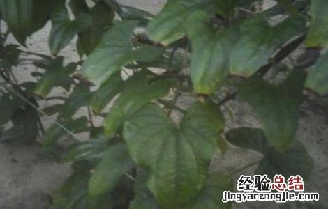 山药的常见病虫害防治方法视频 山药的常见病虫害防治方法