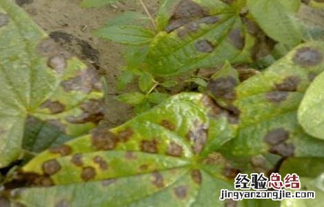山药的常见病虫害防治方法视频 山药的常见病虫害防治方法