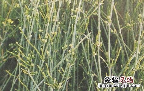 麻黄的种植方法与用量 麻黄的种植方法