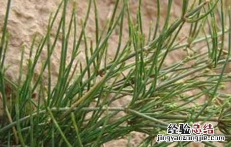 麻黄的种植方法与用量 麻黄的种植方法