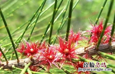 麻黄的种植方法与用量 麻黄的种植方法