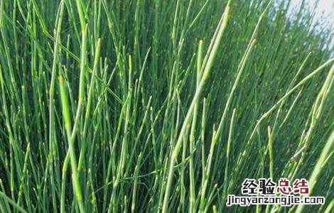麻黄的种植方法与用量 麻黄的种植方法