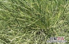 麻黄的种植方法与用量 麻黄的种植方法