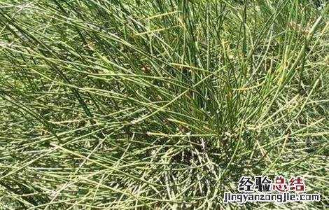 麻黄的种植方法与用量 麻黄的种植方法