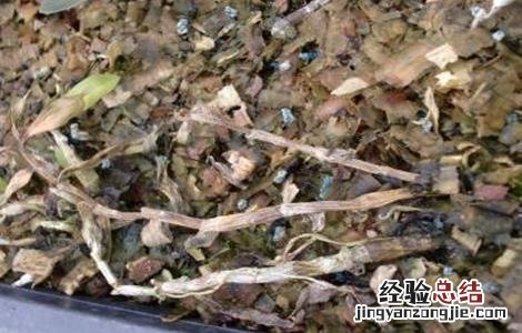 铁皮石斛常见病虫害防治 铁皮石斛的病虫害防治