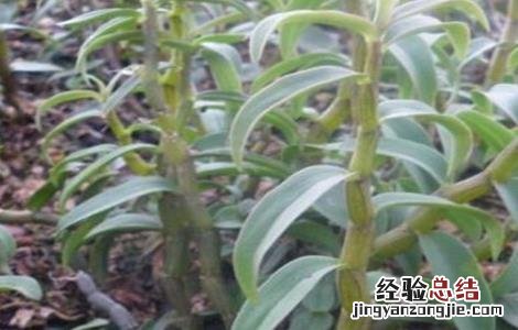 铁皮石斛常见病虫害防治 铁皮石斛的病虫害防治