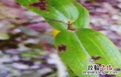 铁皮石斛常见病虫害防治 铁皮石斛的病虫害防治