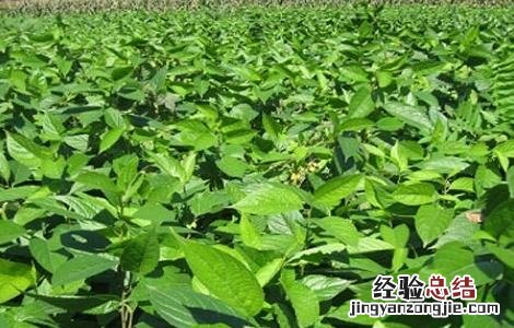 杜仲种植的注意事项是什么 杜仲种植的注意事项