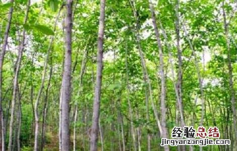杜仲种植的注意事项是什么 杜仲种植的注意事项