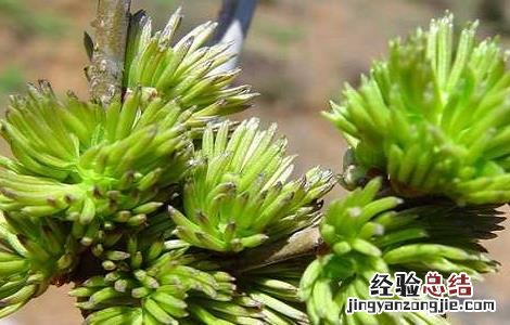 杜仲种植的注意事项是什么 杜仲种植的注意事项