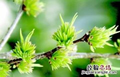 杜仲种植的注意事项是什么 杜仲种植的注意事项