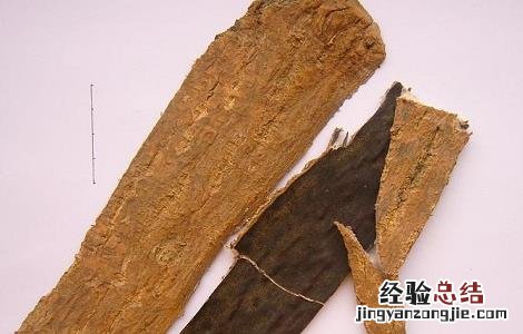 杜仲种植的注意事项是什么 杜仲种植的注意事项