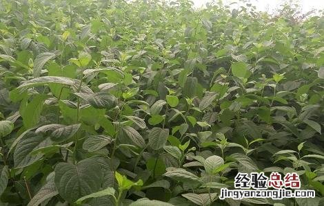 杜仲种植的注意事项是什么 杜仲种植的注意事项