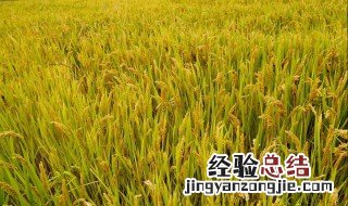 秋天的农作物及颜色 秋天有哪些农作物成熟颜色