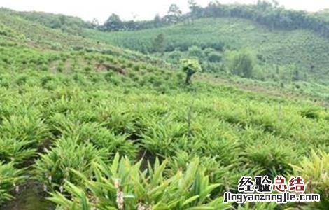 砂仁种植技术视频 砂仁种植技术