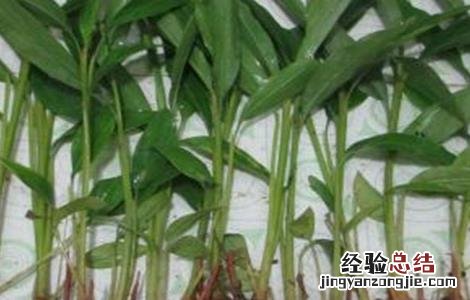 砂仁种植技术视频 砂仁种植技术