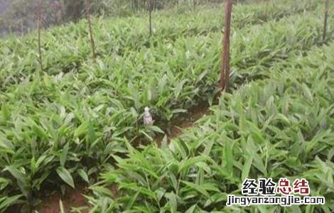 砂仁种植技术视频 砂仁种植技术