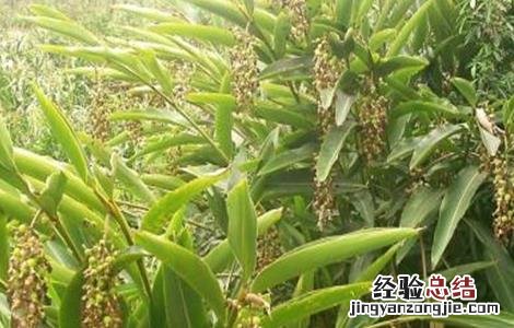 砂仁种植技术视频 砂仁种植技术