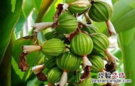 砂仁常见病虫害 砂仁常见病虫害及防治