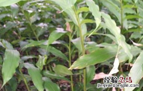 砂仁常见病虫害 砂仁常见病虫害及防治