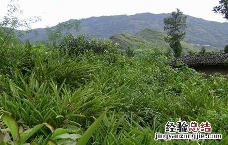 砂仁常见病虫害 砂仁常见病虫害及防治