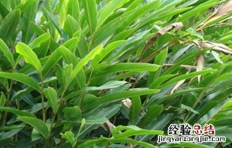 砂仁常见病虫害 砂仁常见病虫害及防治
