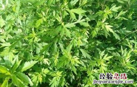 如何种植艾草才好看 如何种植艾草才好