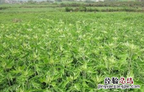 如何种植艾草才好看 如何种植艾草才好