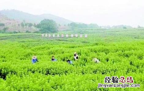 如何种植艾草才好看 如何种植艾草才好