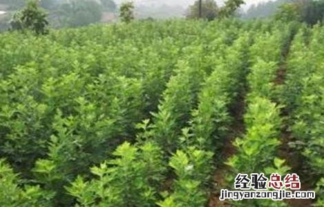 如何种植艾草才好看 如何种植艾草才好